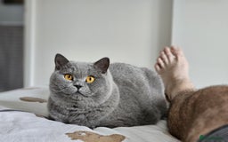 British Shorthair cats for sale: The loveliest calm boy Gandalf the Grey - Image 2