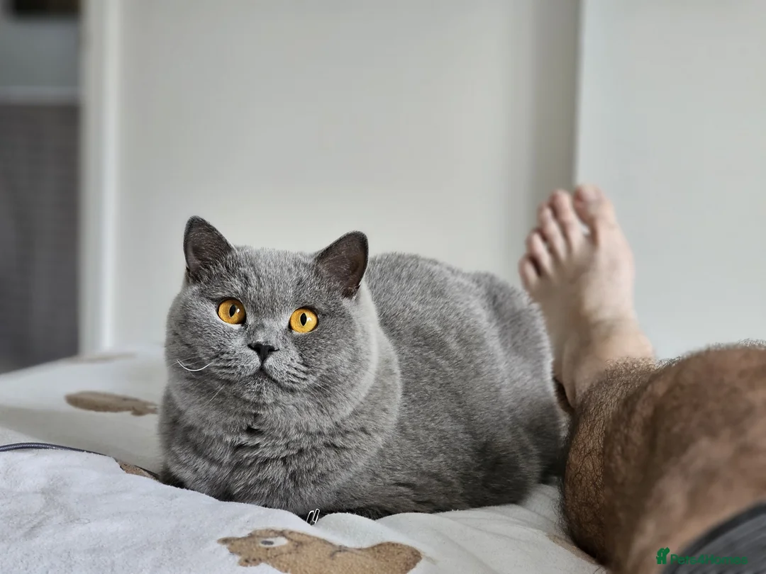 British Shorthair cats for sale: Gorgeous Fluffy Cloud 3yr old Gandalf - Advert 2