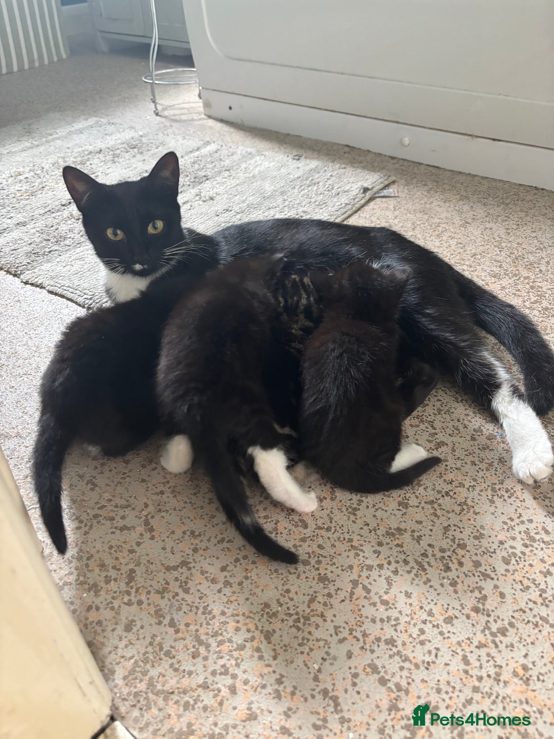 Mixed Breed cats for sale: 4 kittens  - Image 3