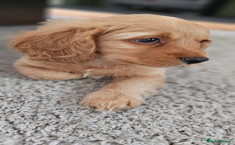 Cockapoo dogs - Advert 14