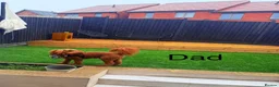 Cockapoo dogs for sale: 🐶 Beautiful Cockapoo Puppies ❤️ in Swadlincote - Advert 40