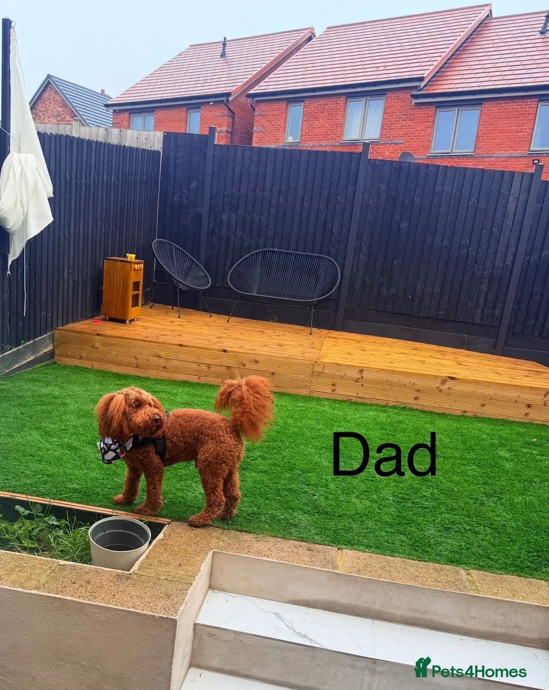Cockapoo dogs for sale: 🐶 Beautiful Cockapoo Puppies ❤️ in Swadlincote - Advert 40