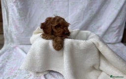 Cockapoo dogs for sale: F1 fox red cockapoos mixed littler new ad   - Image 17