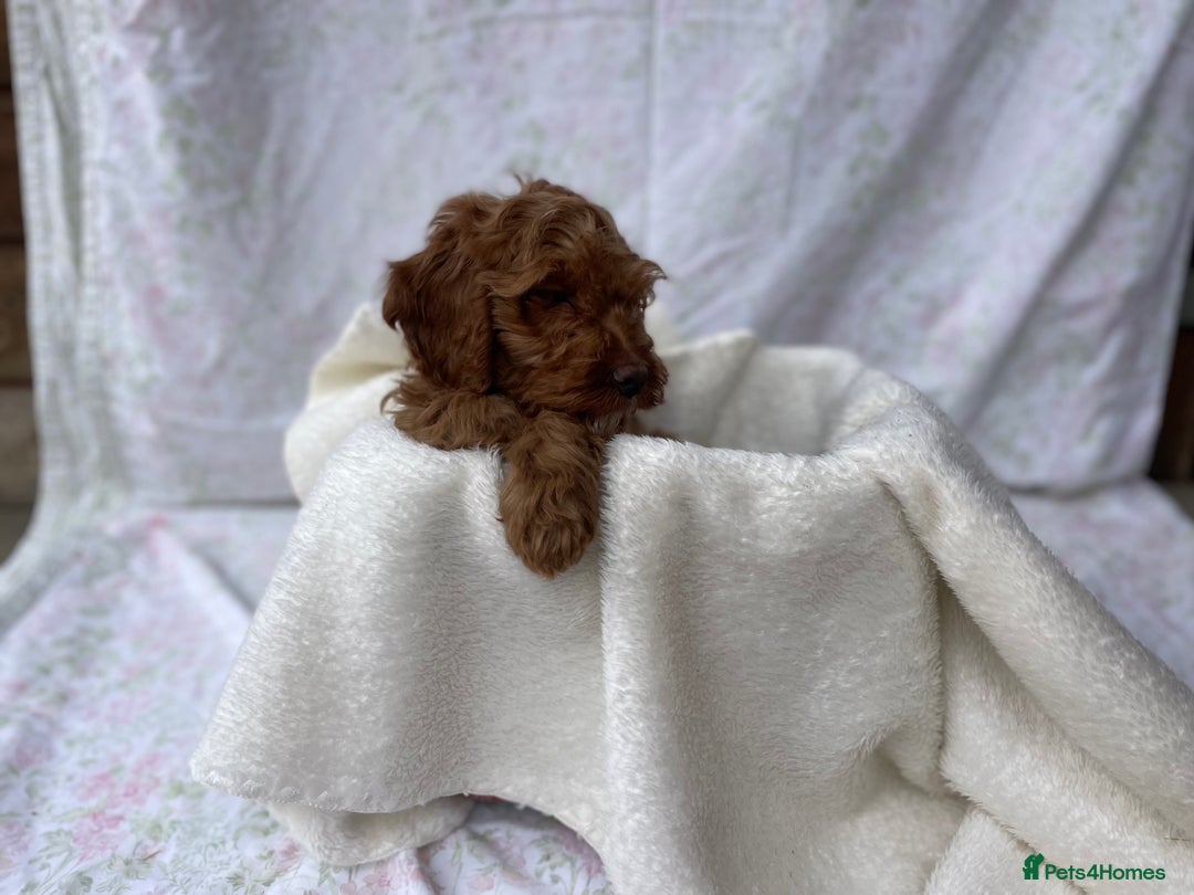 Cockapoo dogs for sale: F1 fox red cockapoos mixed littler new ad   - Image 17