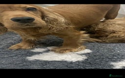 Cockapoo dogs for sale: Beautiful cockapoo’s - Image 12