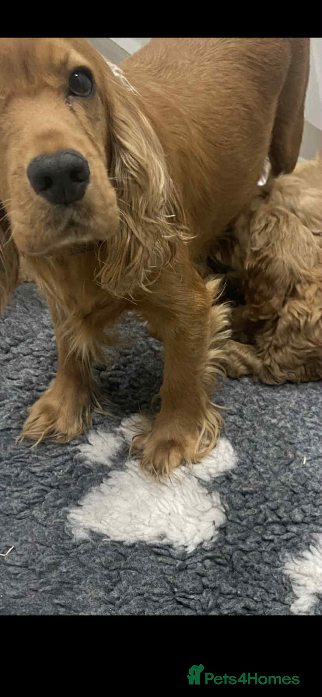 Cockapoo dogs for sale: Beautiful cockapoo’s - Image 12