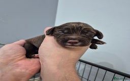 Cocker Spaniel dogs for sale: Cocker Spaniel Puppies - Image 12