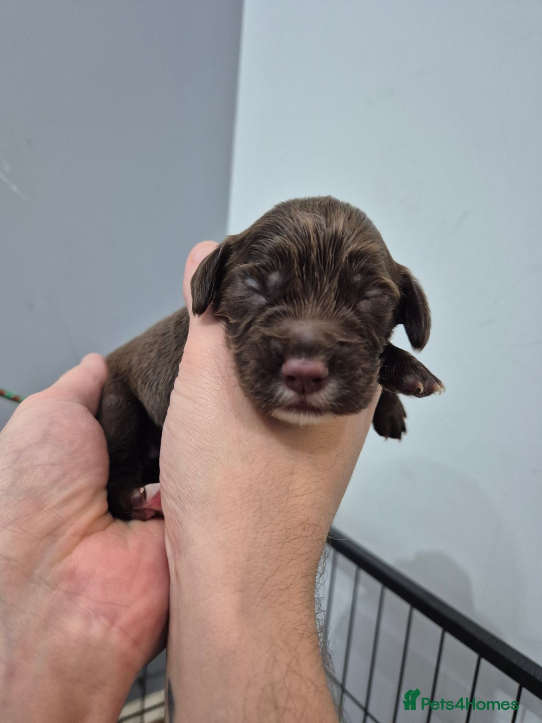 Cocker Spaniel dogs for sale: Cocker Spaniel Puppies - Image 12