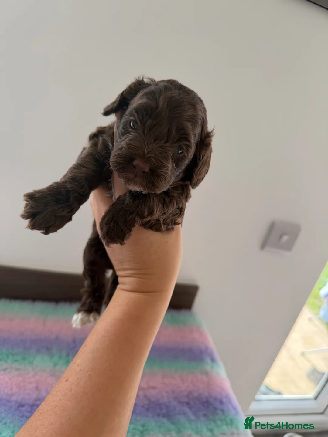 Cockapoo dogs for sale: Beautiful yankiepoo puppies - Advert 14