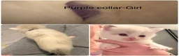 Ragdoll cats for sale: VIEWING WELCOME 5 Ragdoll kittens 2 RESERVED - Advert 3
