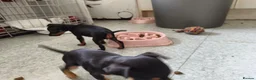 English Toy Terrier dogs for sale: Baby ett puppies for sale  - Advert 12