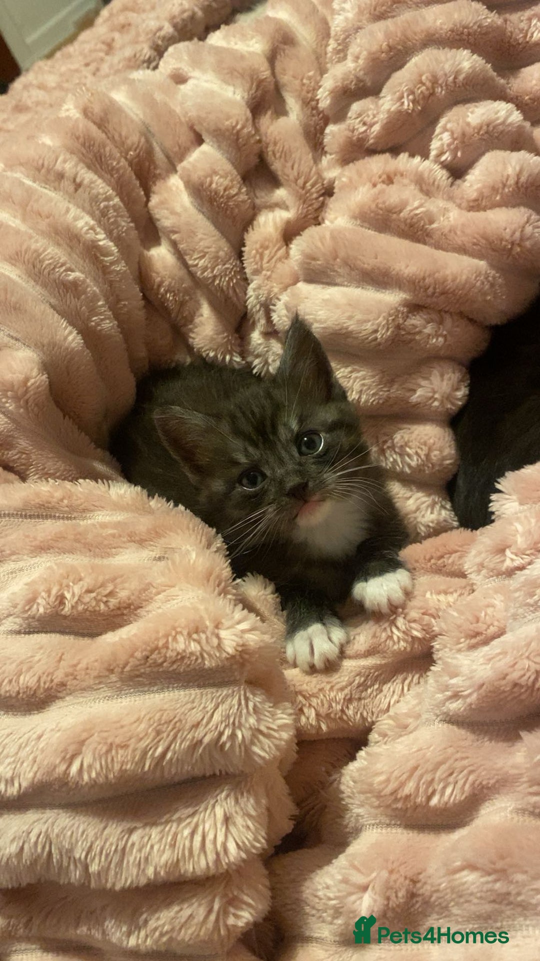 Bengal cats for sale: Bengal/Maine Coone kittens - Advert 6