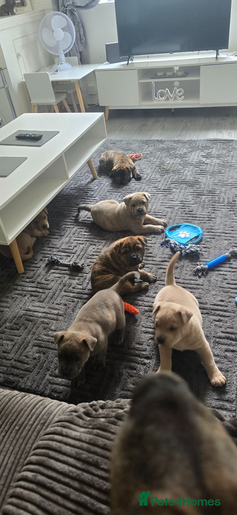 Mixed Breed dogs Chaffy babies - Advert 2
