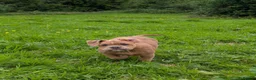 Olde English Bulldogge dogs for sale: Olde English bulldogge  - Advert 11