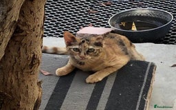 Domestic Shorthair cats for adoption: Loving Sage Looking for an Indoor ONLY home - Image 13