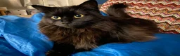 Mixed Breed cats for sale: Munch - Advert 4