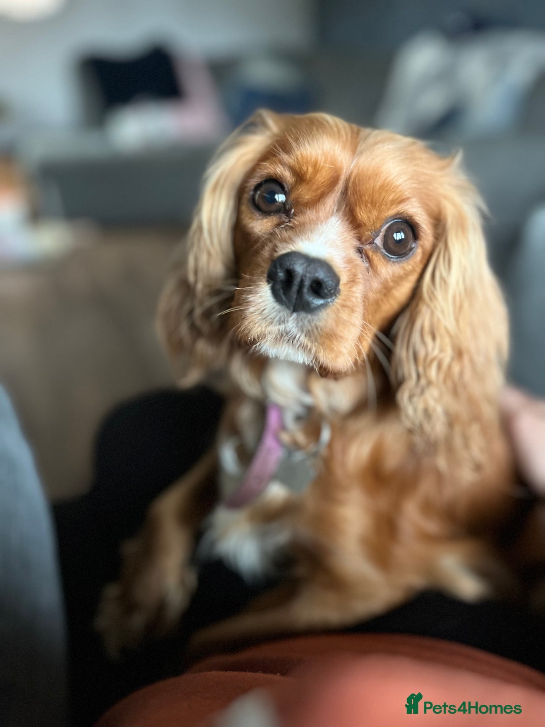Cavalier King Charles Spaniel dogs for sale: CAVALIER KING CHARLES SPANIEL LICENSED KC HEALTH - Advert 2
