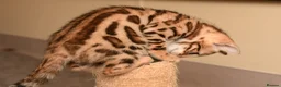 Bengal cats for sale: Registered pedigree bengal kittens - Advert 32