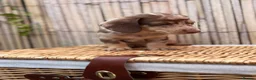 Miniature Dachshund dogs for sale: Long haired miniature dachshund  - Advert 15