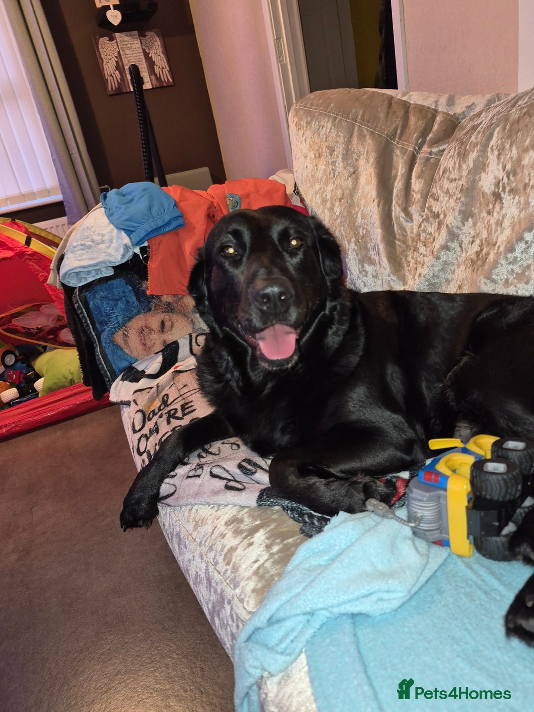 Mixed Breed dogs for sale: LABRADOR - Advert 4