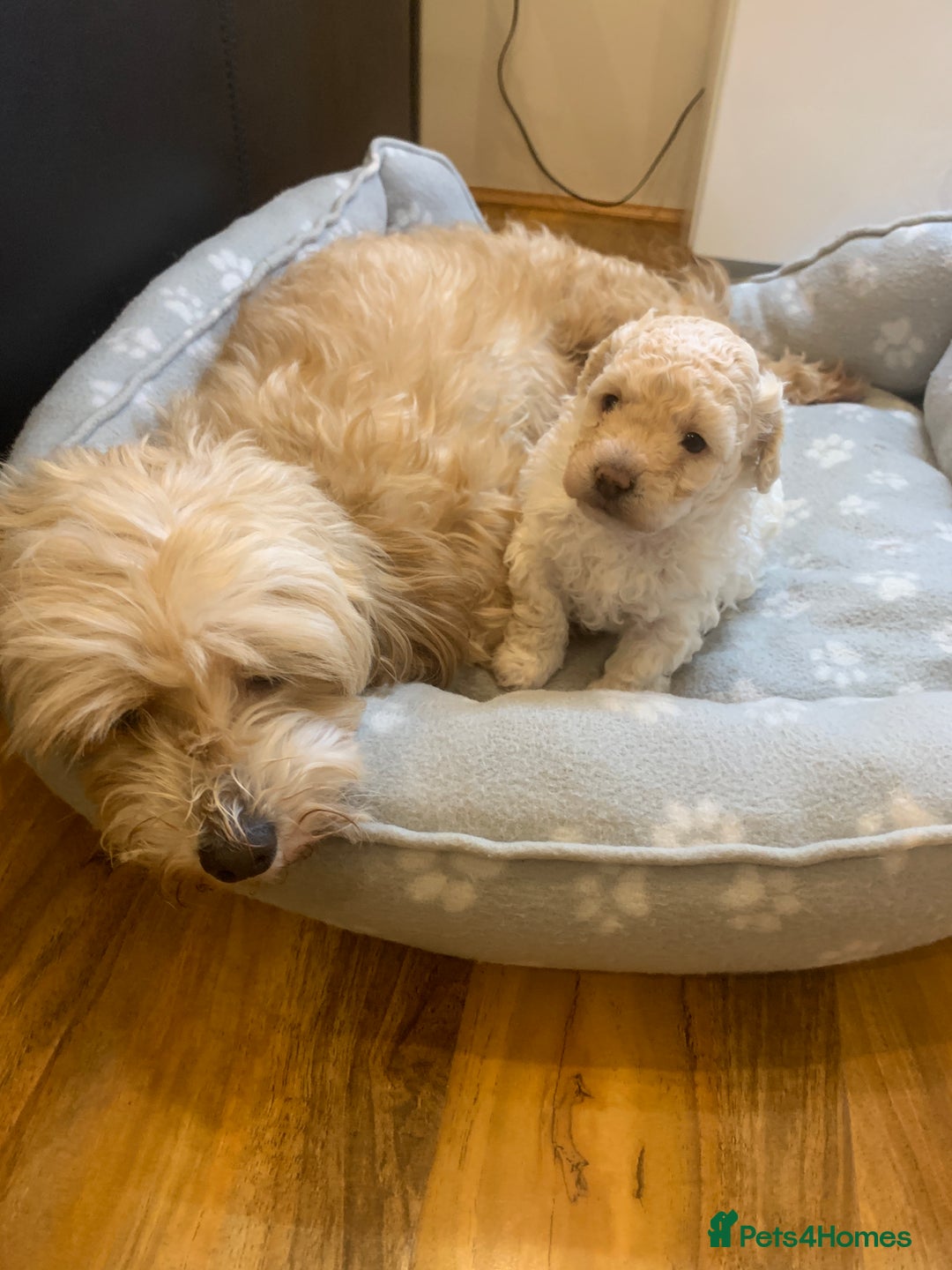 Maltipoo dogs for sale: Stunning maltipoo puppy for sale - Advert 5