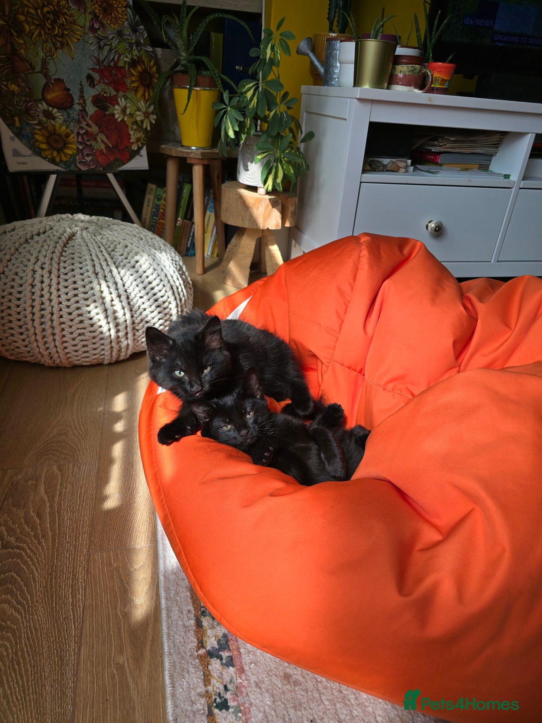 Domestic Shorthair cats for sale: Black kittens 12 weeks ready now - Image 4