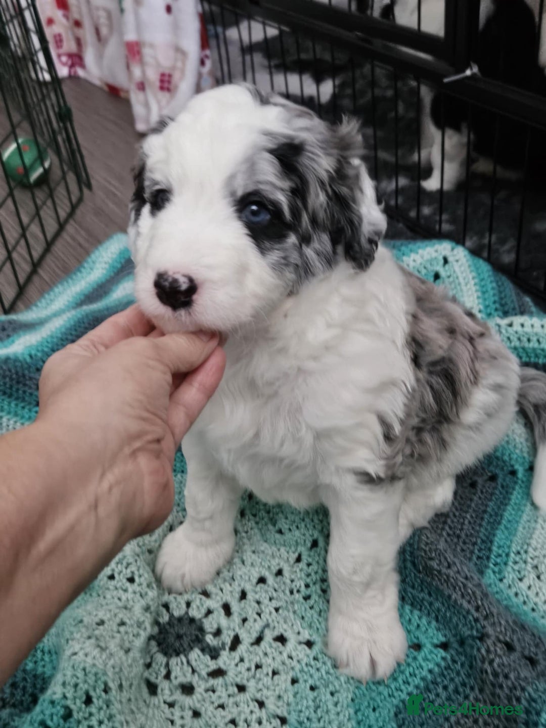 Bordoodle dogs for sale: Beautiful mixed colour bordoodles for sale  - Advert 5