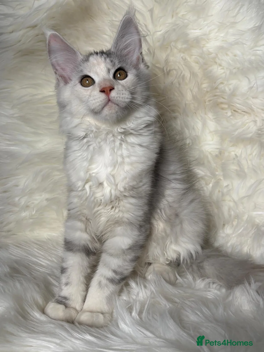 Maine Coon cats for sale: Our last kitten -TICA registered! - Advert 4