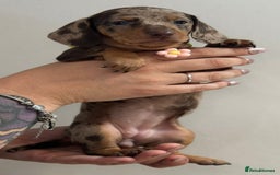 Miniature Dachshund dogs for sale: Beautiful smooth haired miniature dachshunds - Image 12