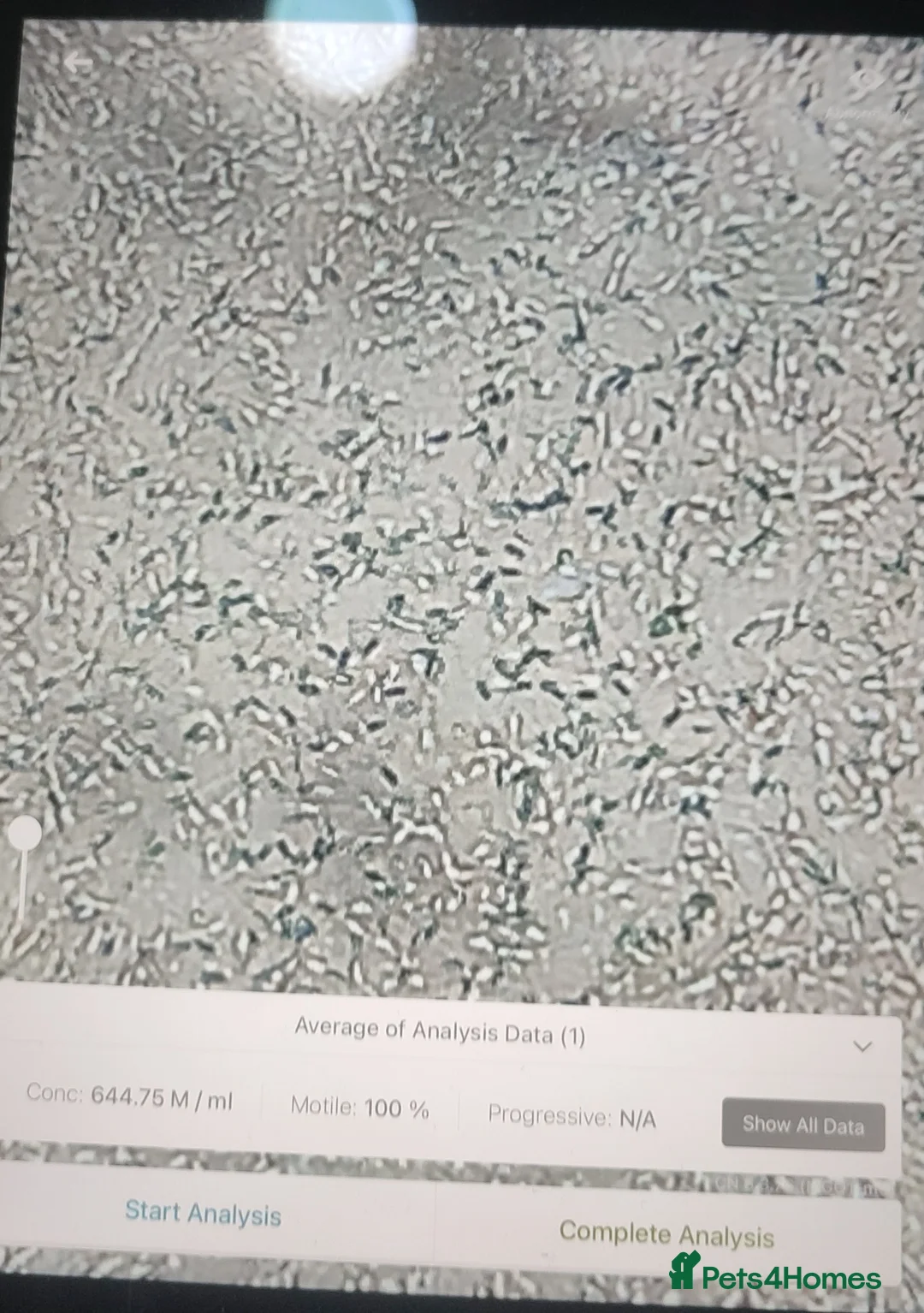 Dalmatian dogs for stud: 🔥KC Registered Dalmatian Stud–£400 (Proven) in Bootle - Advert 8