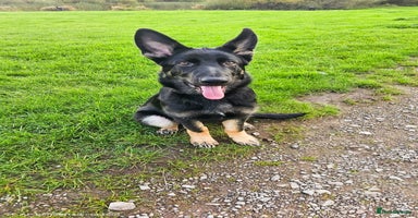 German Shepherd dogs - Advert 4
