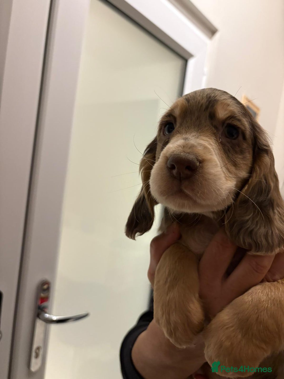 Cocker Spaniel dogs for sale: Show type KC and DNA health tested parents  - Advert 25