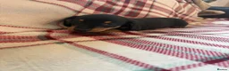 Dachshund dogs for sale: Quality Dachunds - Advert 21