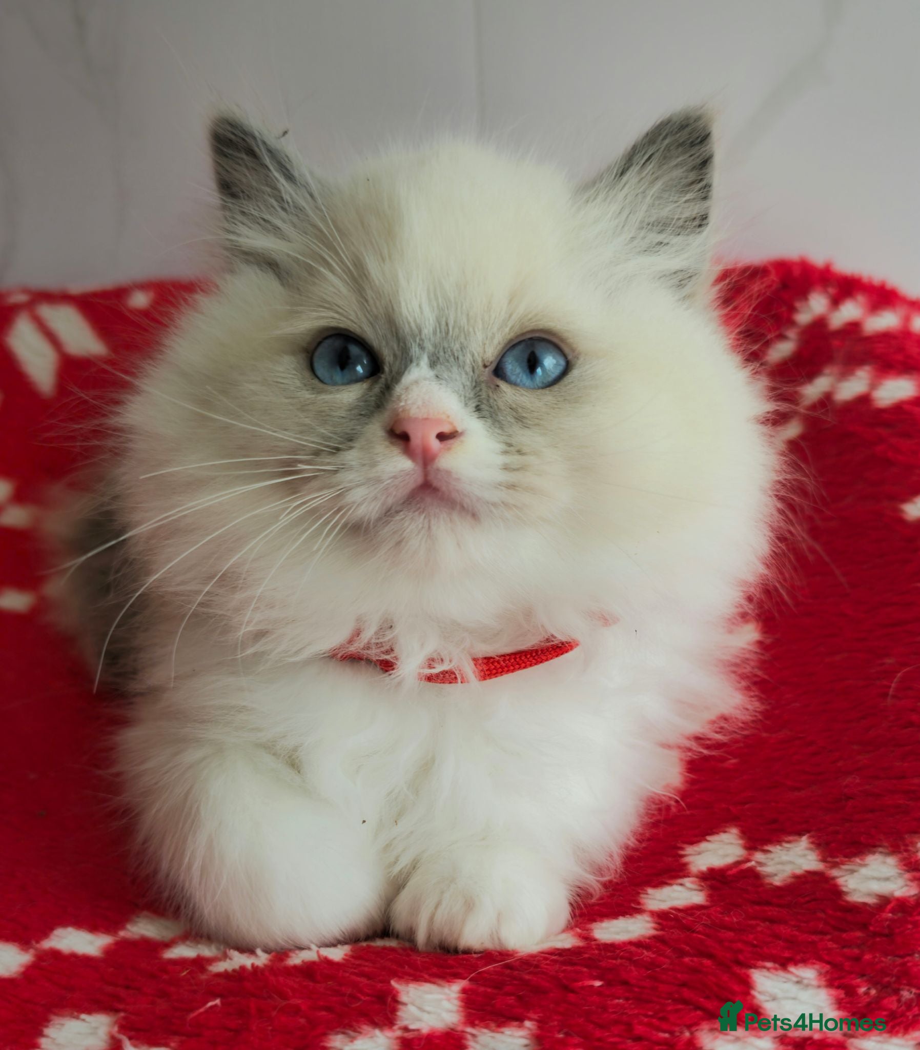 Ragdoll cats CHAMPION FATHER. GCCF KITTENS  - Advert 2