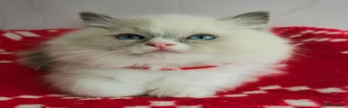 Ragdoll 1 red collar ♥️ 