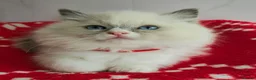 Ragdoll cats for sale: CHAMPION FATHER. GCCF KITTENS  - Advert 2