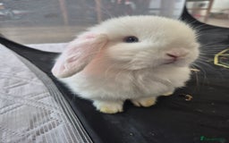 Mini Lop rabbits for sale: 💙 Baby Minilops Ready 25th💙  - Image 1