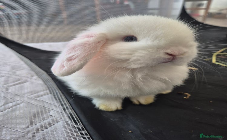 Mini Lop rabbits - Advert 6