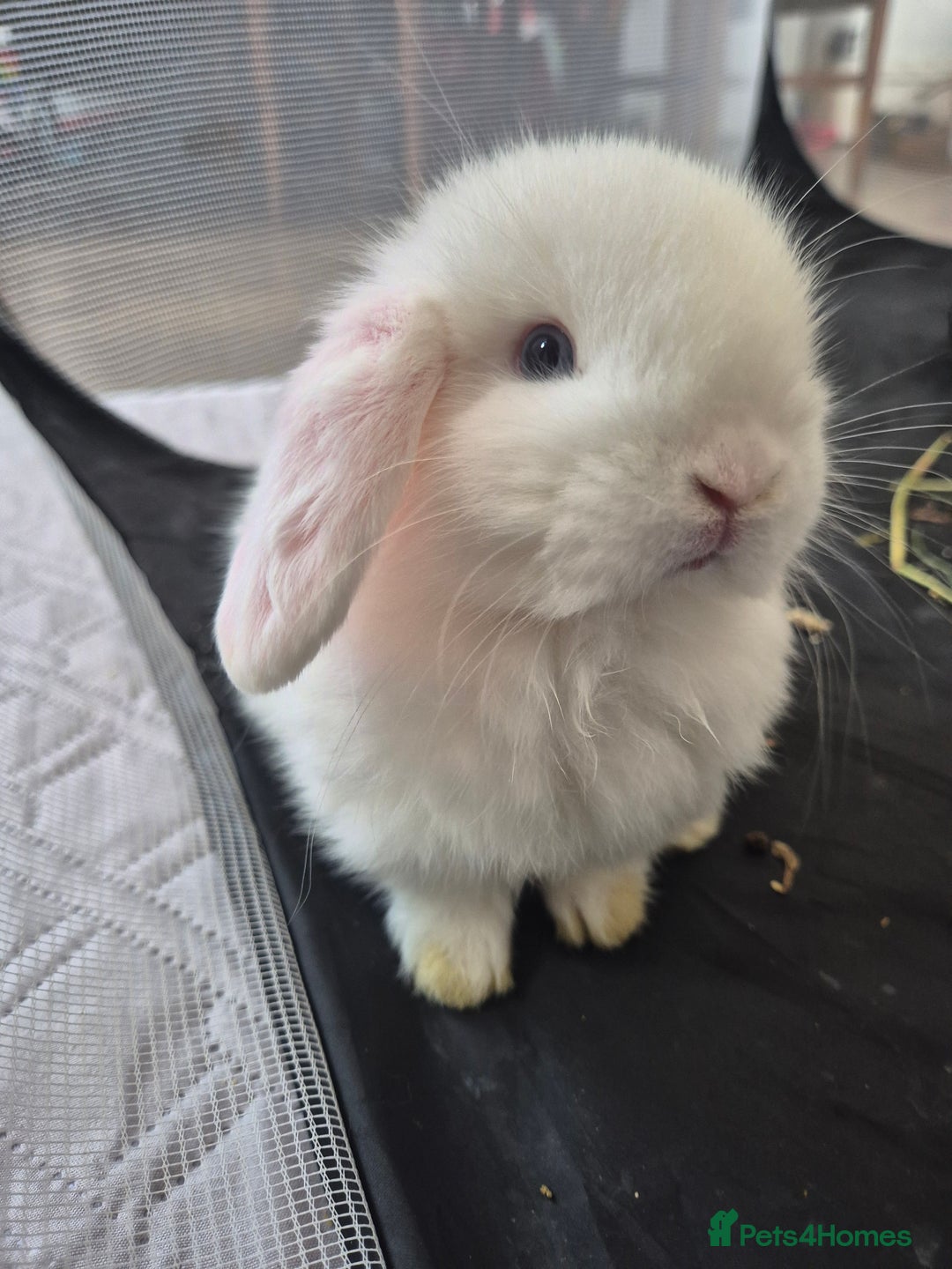 Mini Lop rabbits for sale: 💙 Baby Minilops Ready 25th💙  - Image 1