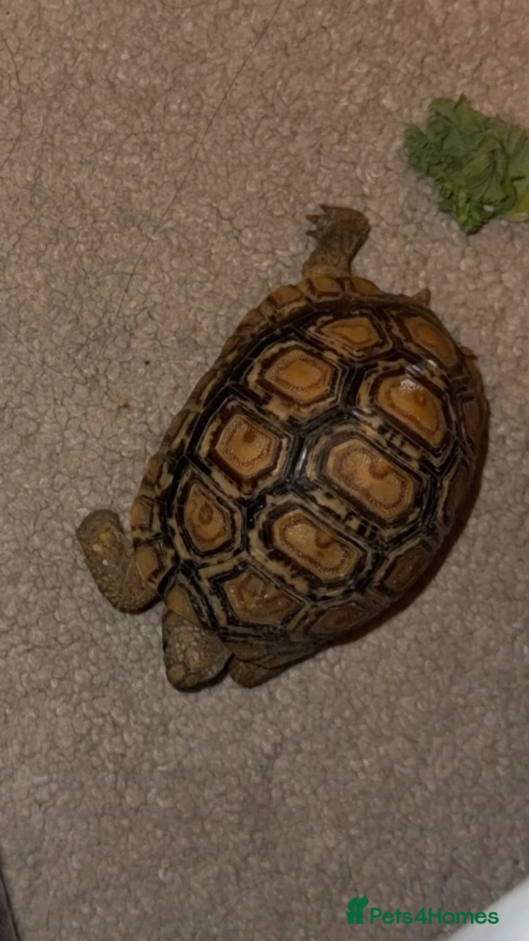 Tortoise reptiles for sale: TORTOISE + FULL SET UP - Advert 2
