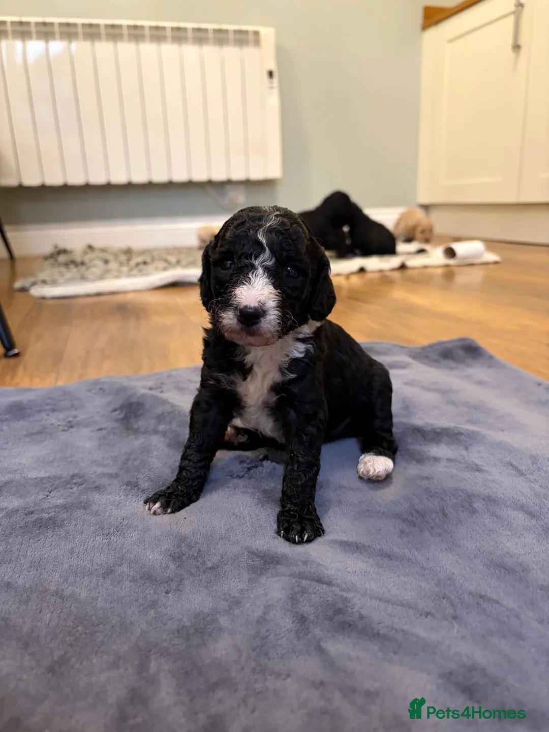 Sheepadoodle dogs for sale: Sheepadoodle  - Advert 13