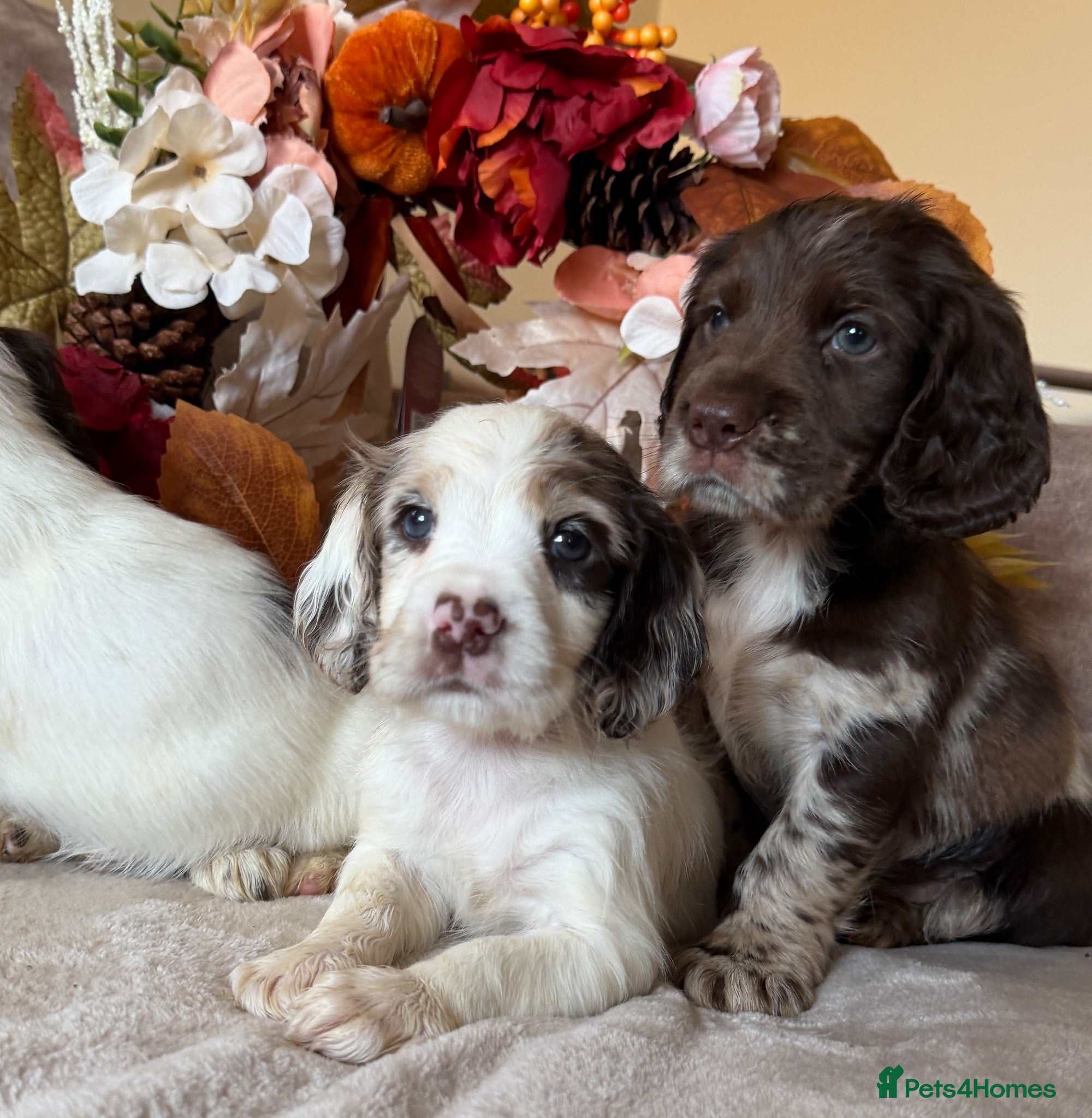 Cocker Spaniel dogs Beautiful Merle Cocker Spaniel Puppies  - Advert 9