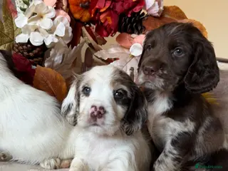 Cocker Spaniel dogs Beautiful Merle Cocker Spaniel Puppies - Advert 9