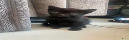 Mixed Breed cats for sale:    🐾 Beautiful Black & White Kittens 🐾 - Advert 8