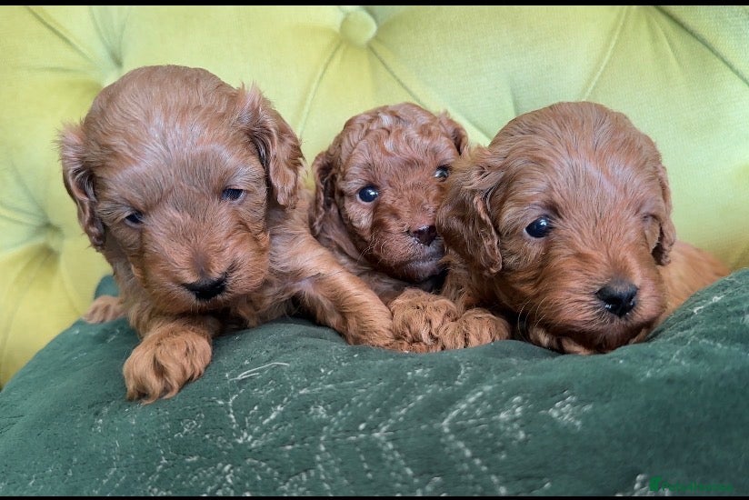 Mixed Breed dogs 🌟 Stunning F1b Cavapoo Puppies For Sale 🌟 - Advert 1