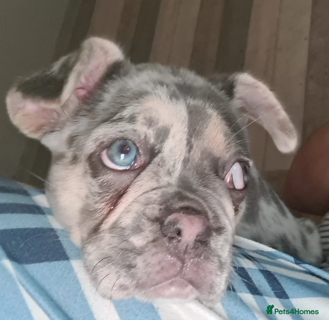 French Bulldog dogs for sale: Lovely blue eyes French male pup in Bristol - Advert 8