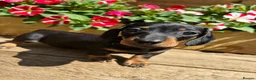 Miniature Dachshund dogs for sale: Stunning KC Pedigree Miniature Dachshund Puppies - Advert 6