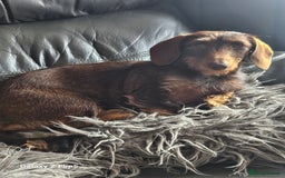 Dachshund dogs for sale: TWO DAUSHUNDS - Image 26