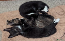 British Longhair cats for sale: Kittens are ready to go  - Image 12