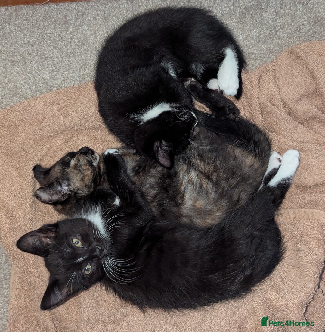 British Longhair cats for sale: Kittens are ready to go  - Image 12